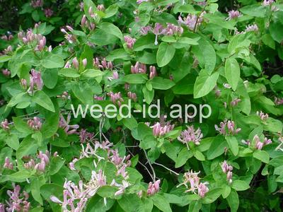 honeysuckle, Tatarian