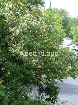 honeysuckle, Tatarian