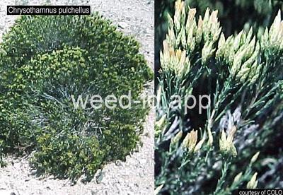 rabbitbrush, southwest