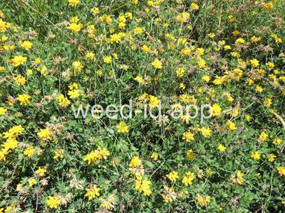 trefoil, birdsfoot