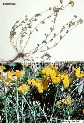 trefoil, narrowleaved