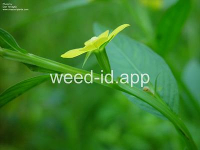 waterprimrose, winged