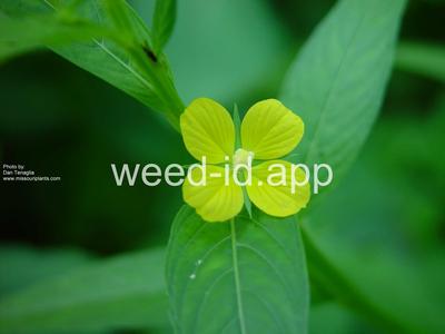 waterprimrose, winged