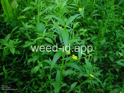 waterprimrose, winged