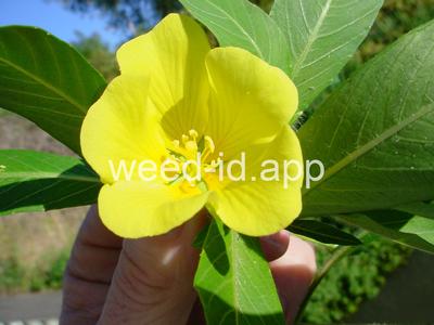 waterprimrose, Uruguay