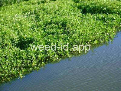 waterprimrose, Uruguay