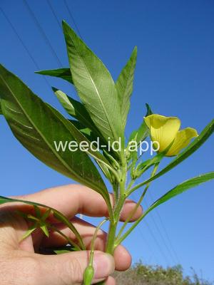 waterprimrose, Uruguay