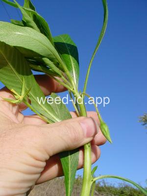 waterprimrose, Uruguay