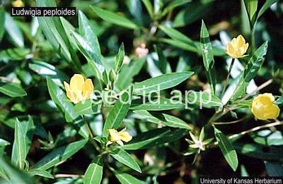 waterprimrose, creeping