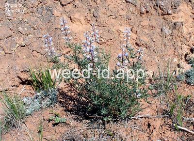 lupine, silver