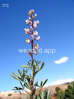 lupine, silver