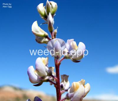 lupine, silver