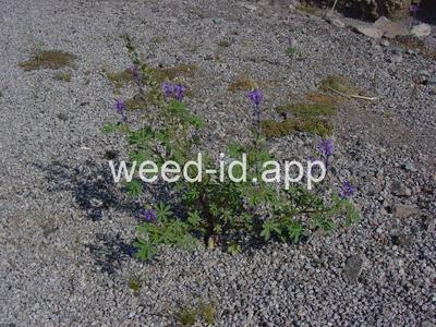 Lupinus arizonicus