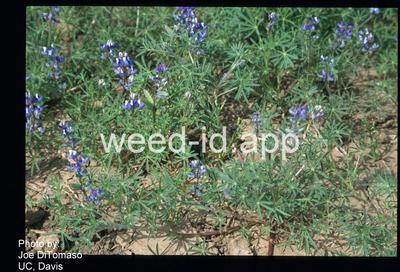 lupine, Lindley's annual