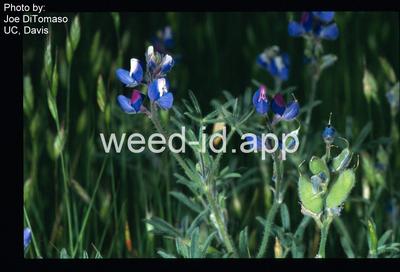 lupine, Lindley's annual