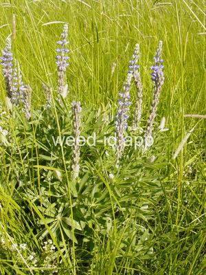 Lupinus leucophyllus