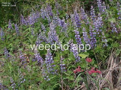 lupine, perennial