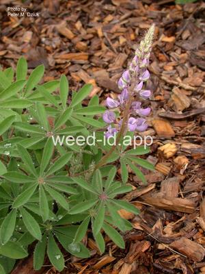 lupine, perennial