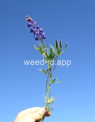 Lupinus plattensis