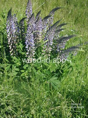 lupine, large-leaved