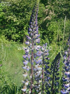 lupine, large-leaved
