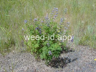 Lupinus rivularis