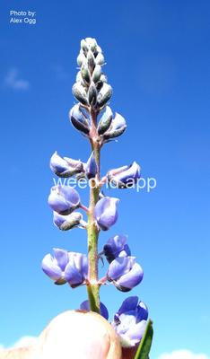 lupine, silky