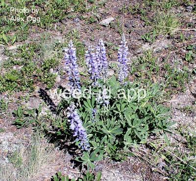lupine, Wyeth