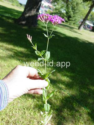 Lychnis armeria