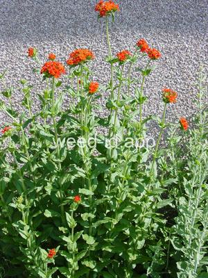Lychnis chalcedonica