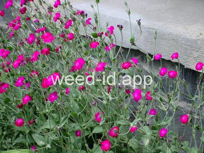 Lychnis coronaria