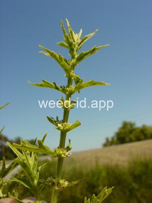 bugleweed, American