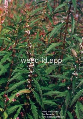 bugleweed, American