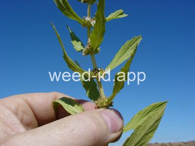 bugleweed, rough