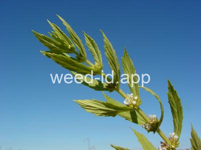 bugleweed, rough