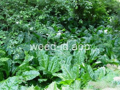 Lysichitum americanum