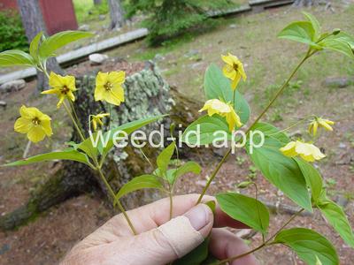 loosestrife, fringed