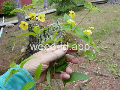 loosestrife, fringed