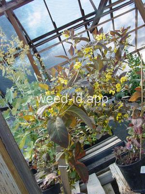 loosestrife, fringed