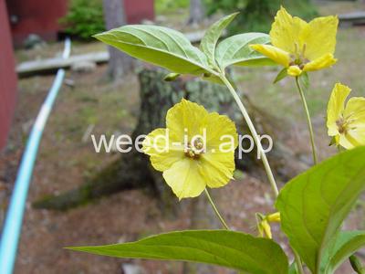 loosestrife, fringed