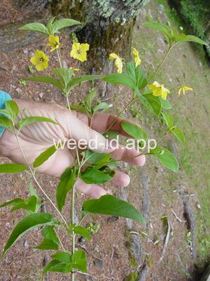loosestrife, fringed