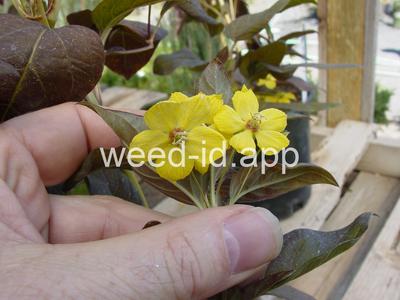 loosestrife, fringed