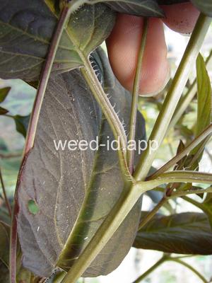 loosestrife, fringed