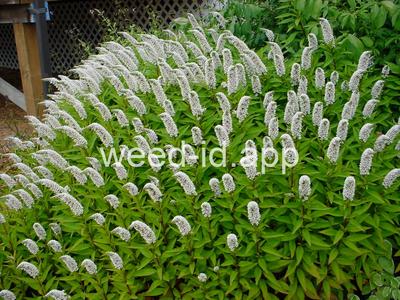 Lysimachia clethroides