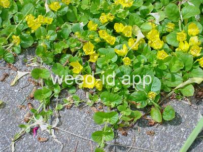 moneywort