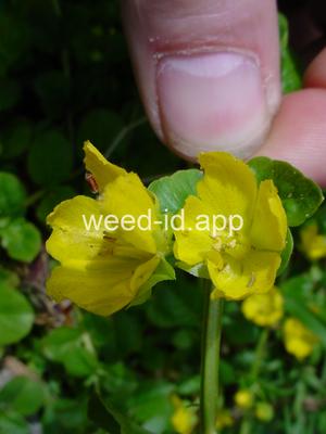 moneywort