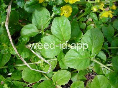 moneywort