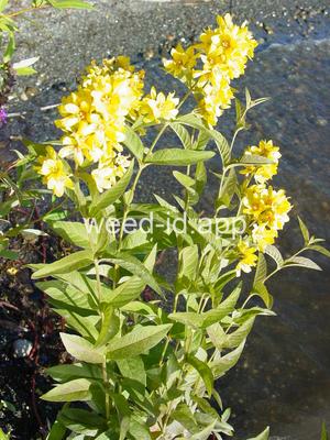 loosestrife, garden