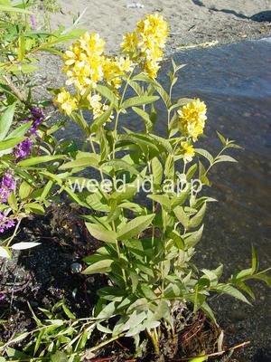 loosestrife, garden