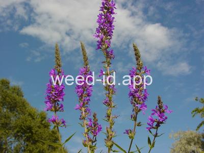 loosestrife, purple